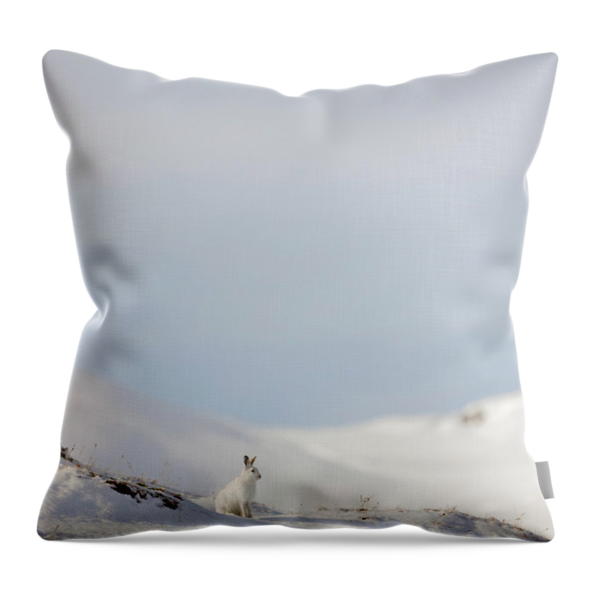 Mountain Throw Pillow featuring the photograph Mountain Hare On Hillside by Pete Walkden