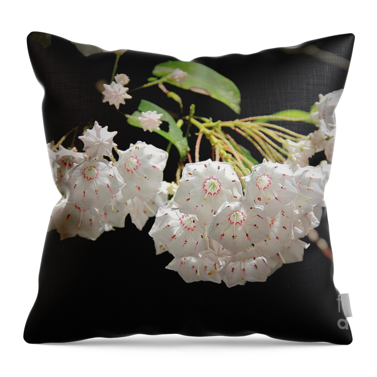 Mountain Laurel Throw Pillow featuring the photograph Mountain Laurel by Allen Nice-Webb