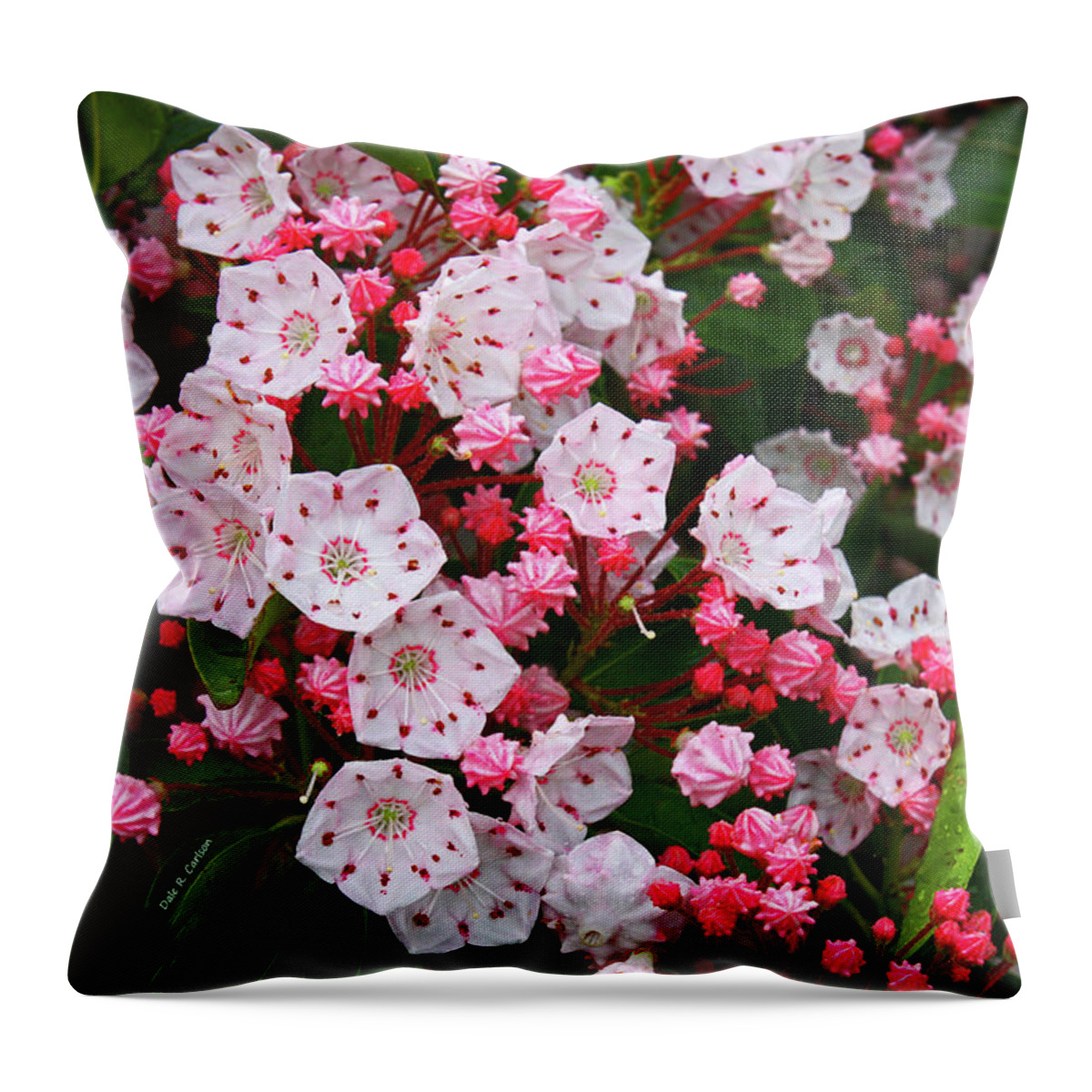 Mountain Laurels Throw Pillow featuring the photograph Mountain Laurels by Dale R Carlson