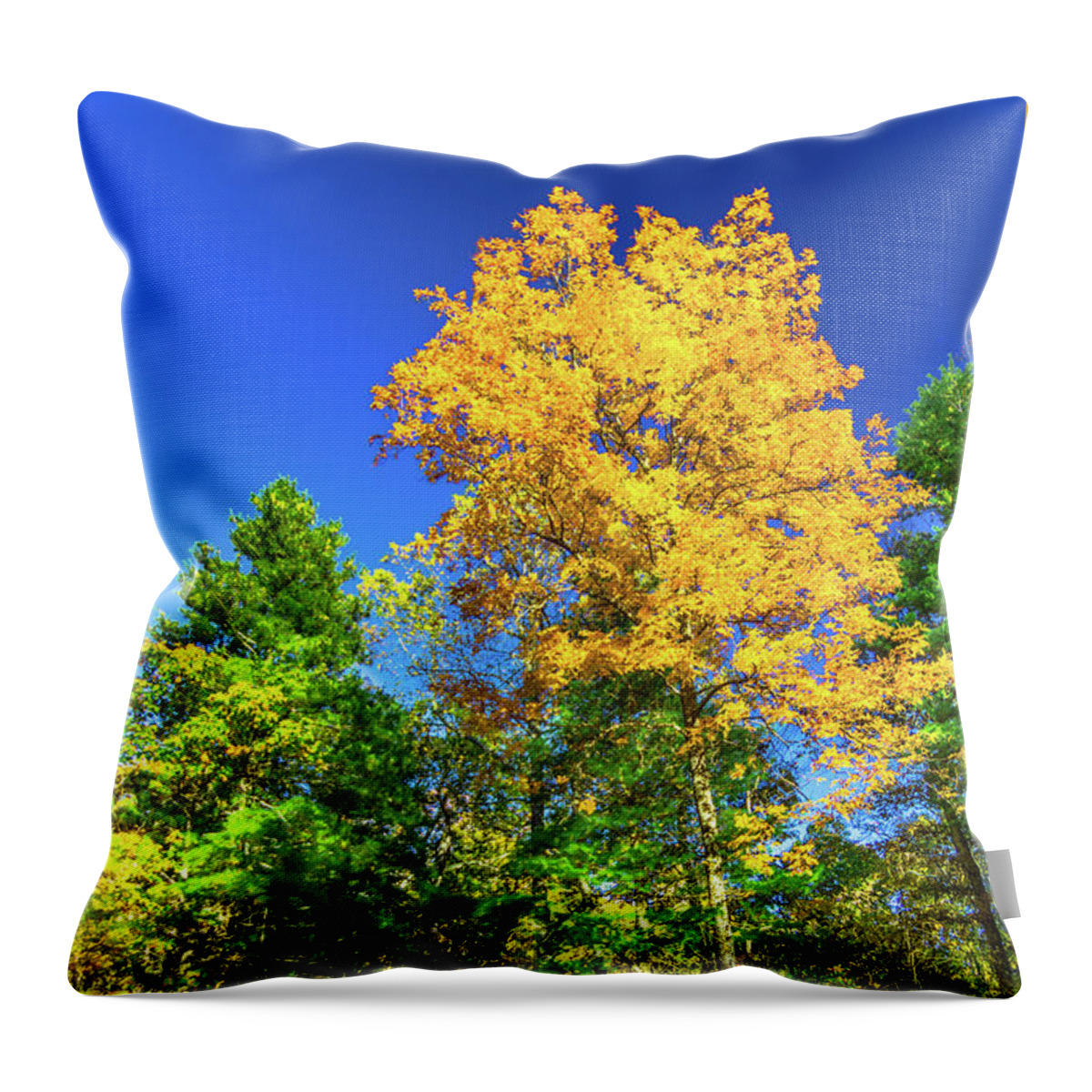 Blue Throw Pillow featuring the photograph Mountain Sugar Maple Tree by Norma Brandsberg