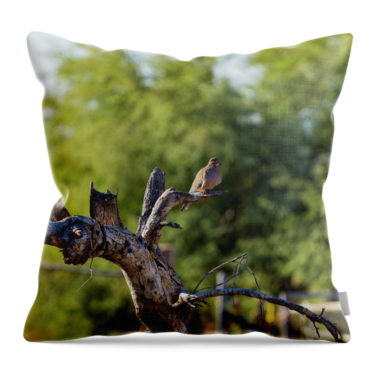 Mourning Throw Pillow featuring the photograph Mourning Dove in Old Tree by Douglas Killourie