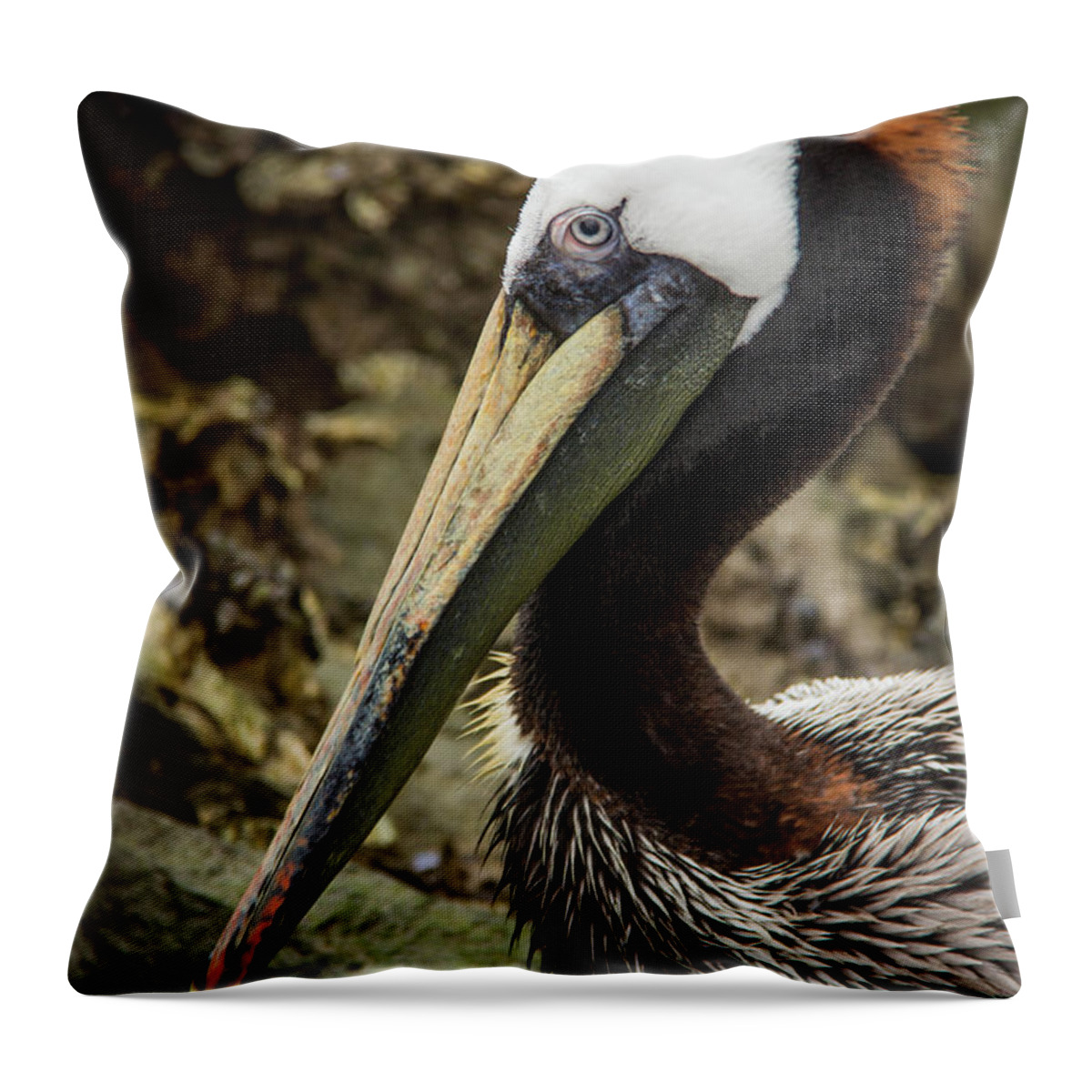 2016 Throw Pillow featuring the photograph Mr. Cool Wildlife Art by Kaylyn Franks by Kaylyn Franks