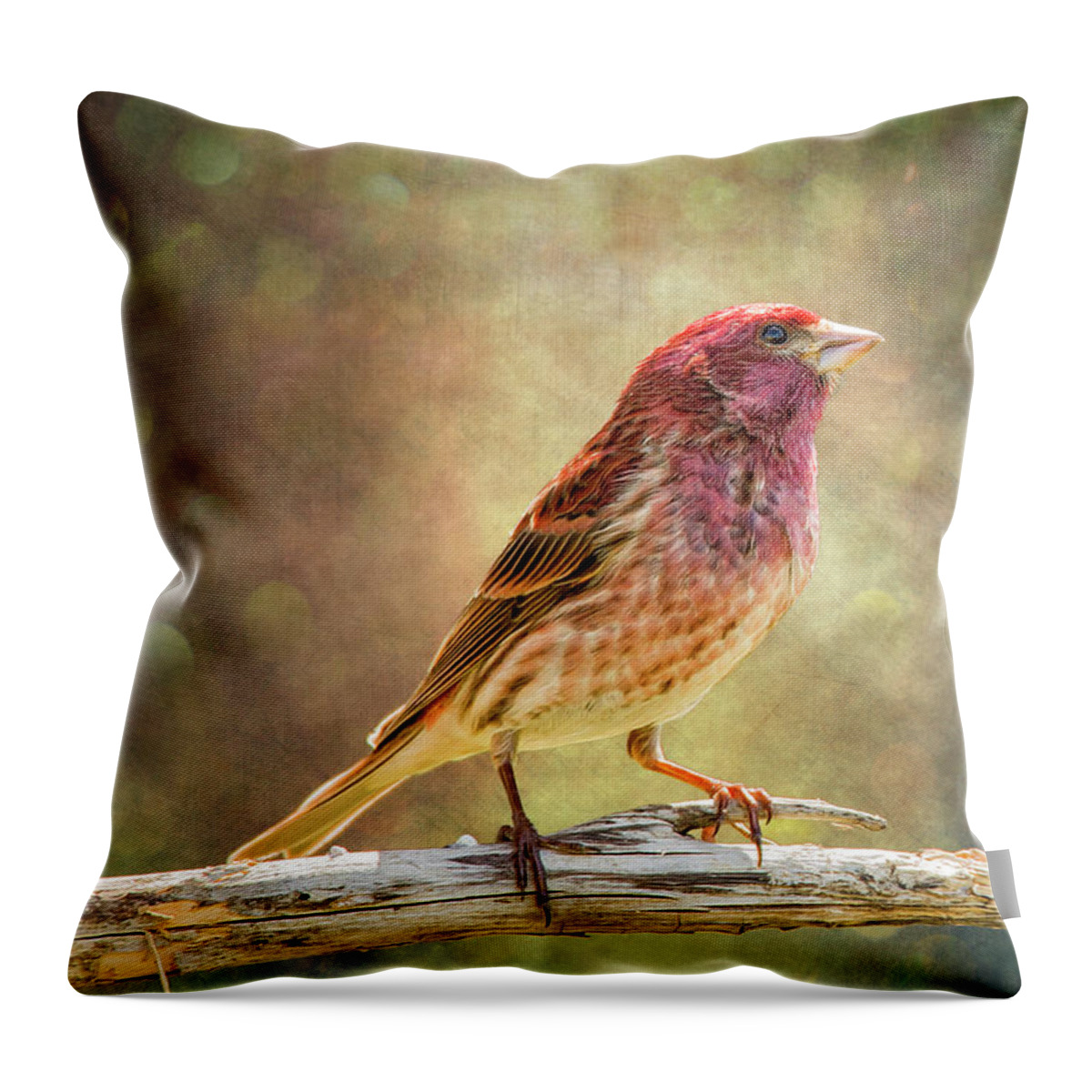 Chordata Throw Pillow featuring the photograph Mr Finch Afternoon Bokeh by Bill and Linda Tiepelman