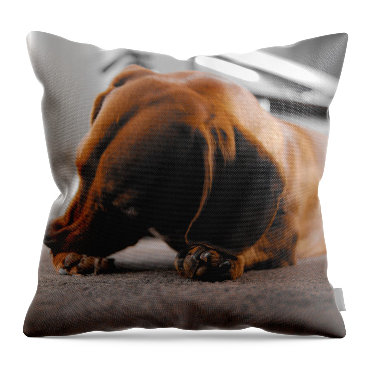 Portrait Throw Pillow featuring the photograph Mr Fritz biting 2 by Michael Blaine