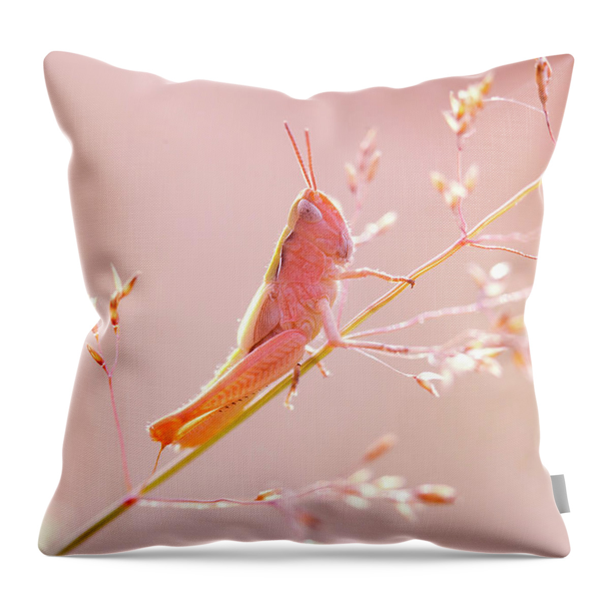 Pink Grasshopper Throw Pillow featuring the photograph Mr Pink - Pink Grassshopper by Roeselien Raimond