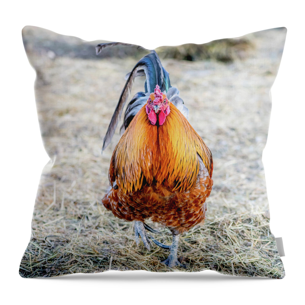 Rooster Throw Pillow featuring the photograph Mr. Rooster by Jennifer Grossnickle