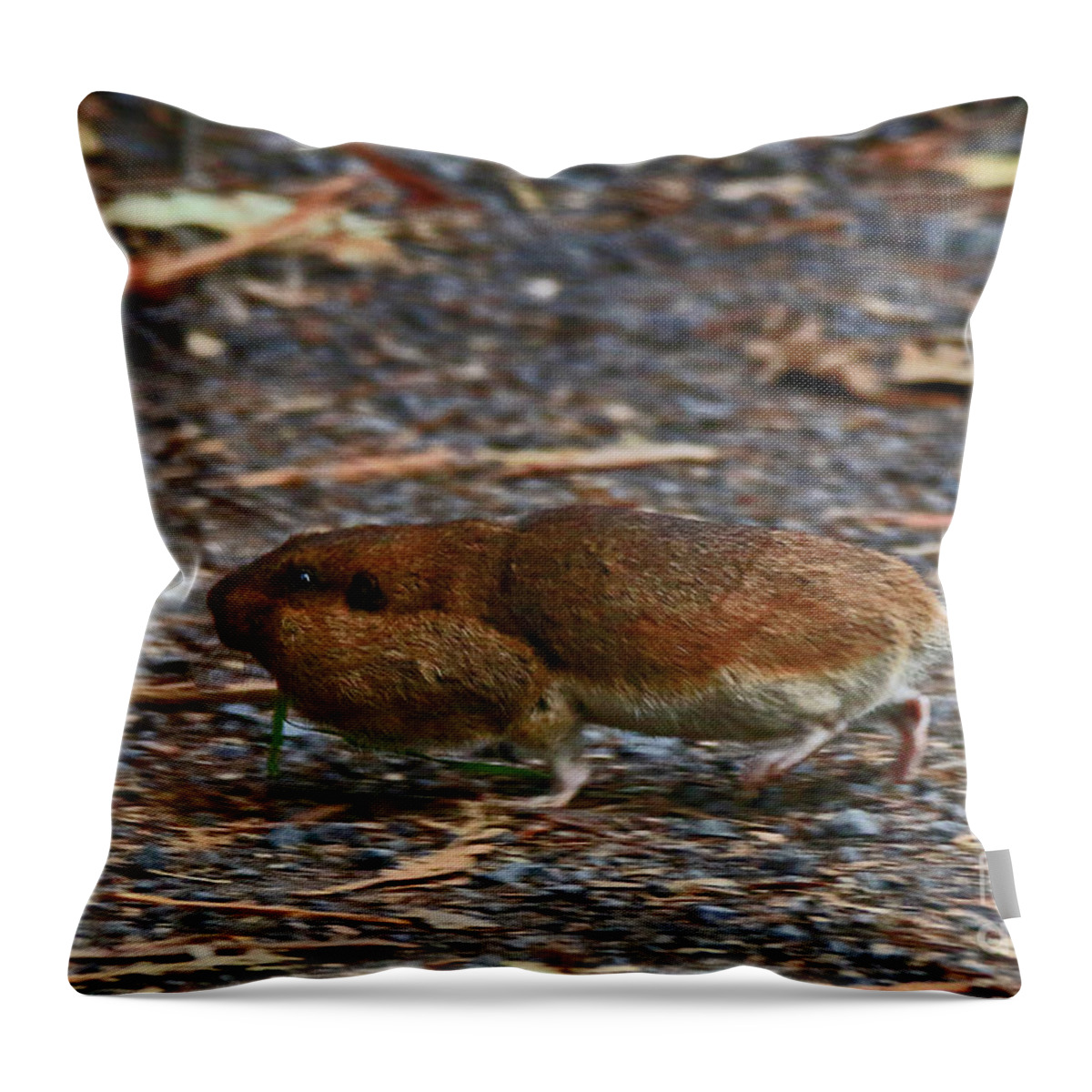 Gopher Throw Pillow featuring the photograph Mr Twinkle Toes by Craig Corwin