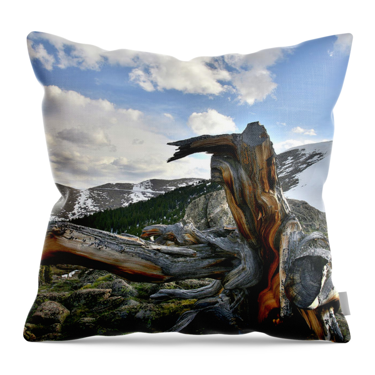 Mount Goliath Natural Area Throw Pillow featuring the photograph Mt. Evans Bristlecone Pine by Ray Mathis