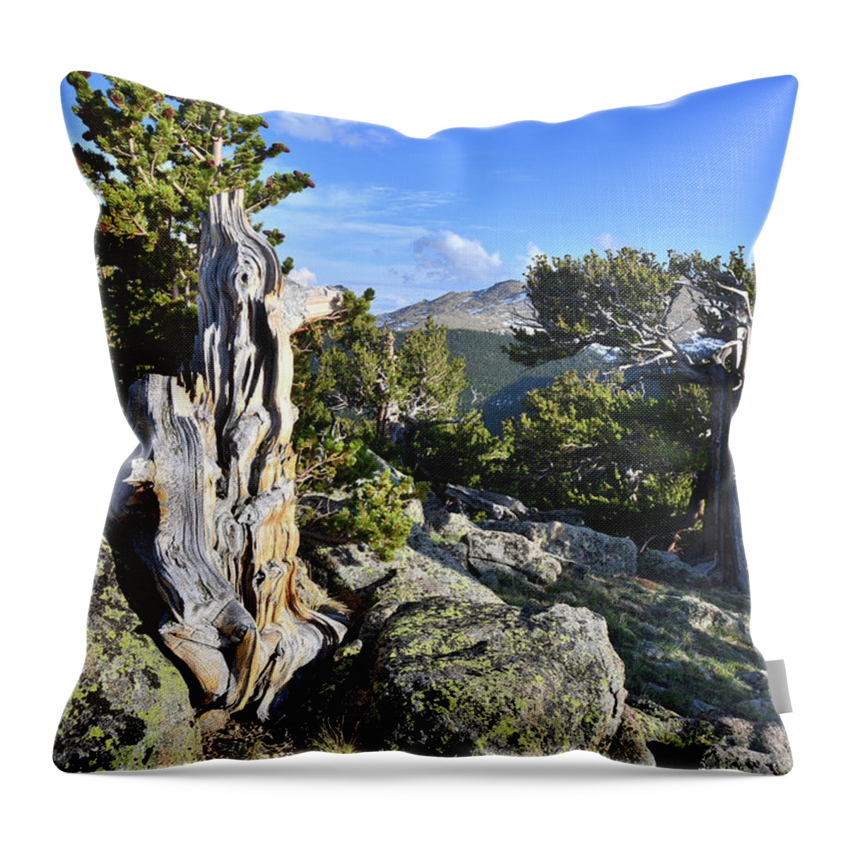 Mount Goliath Natural Area Throw Pillow featuring the photograph Mt. Evans Bristlecones by Ray Mathis
