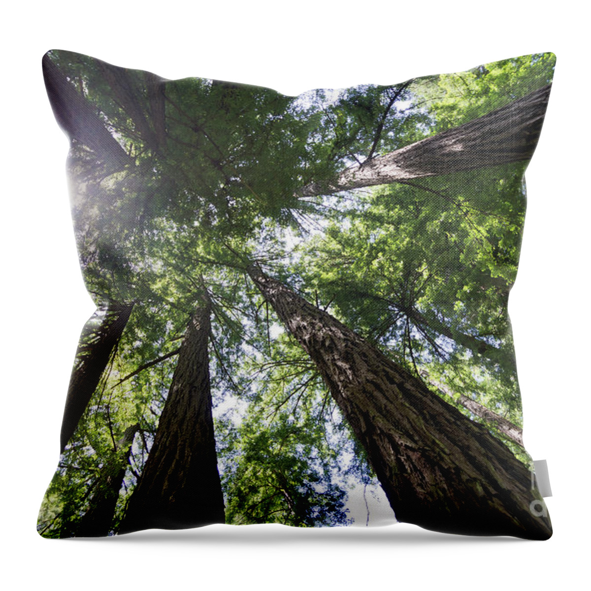 Tree Throw Pillow featuring the photograph Muir Woods No.1 by Scott Evers
