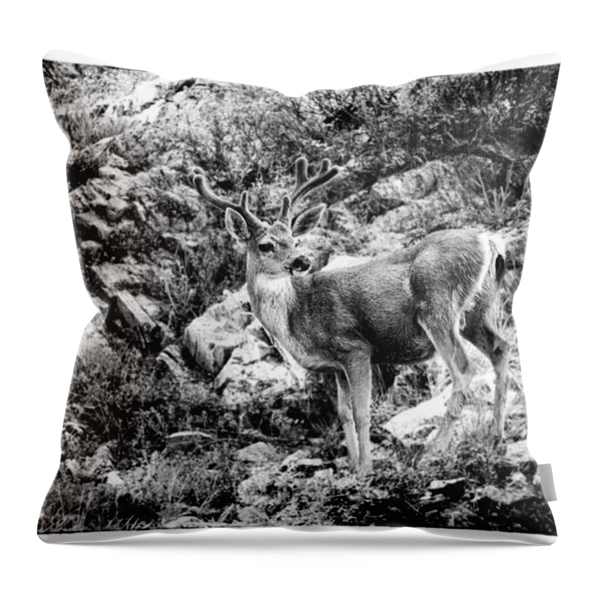 Deer Throw Pillow featuring the photograph Mule Deer Buck by Lawrence Knutsson