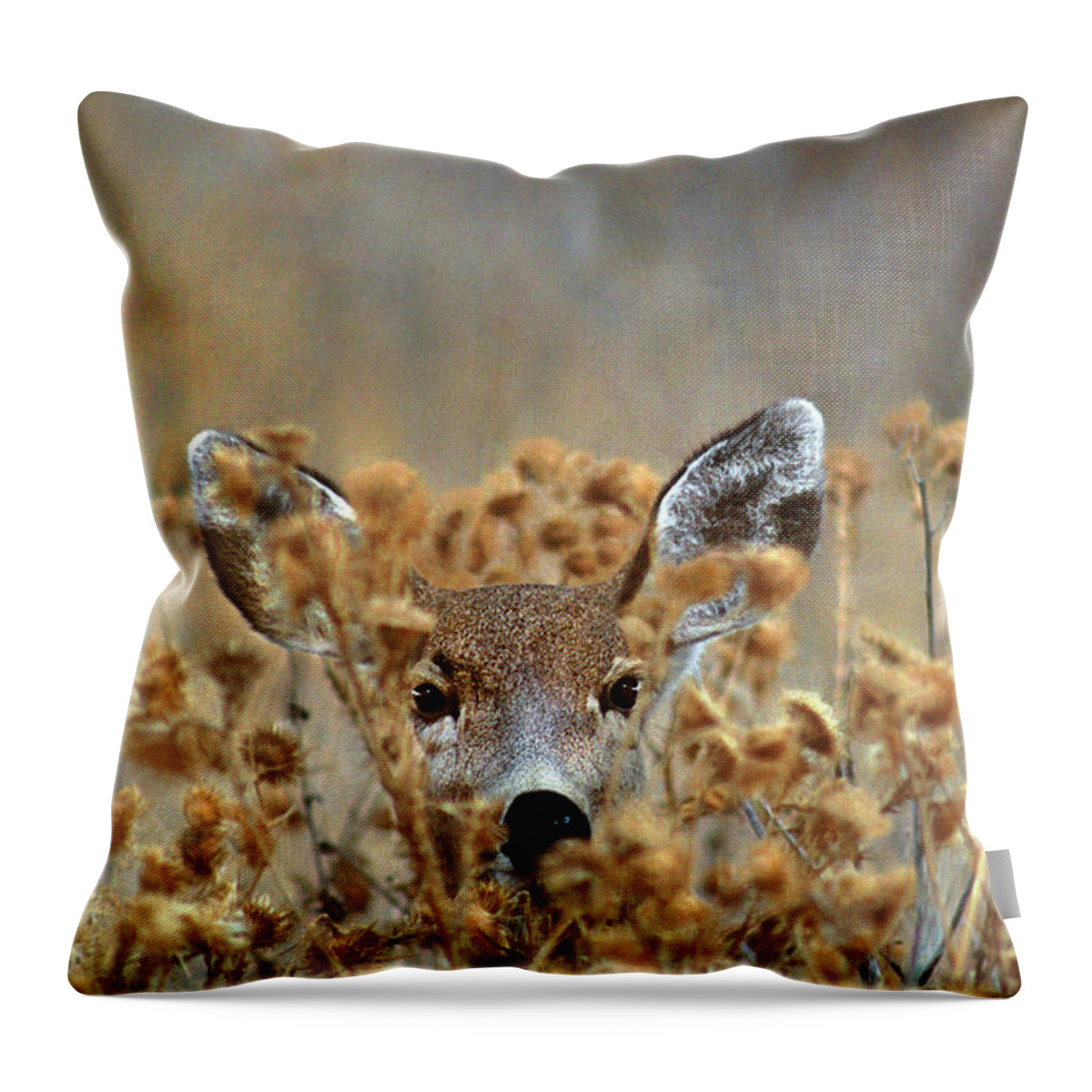 Dave Welling Throw Pillow featuring the photograph Mule Deer Odocoileus Hemionus Wild California by Dave Welling