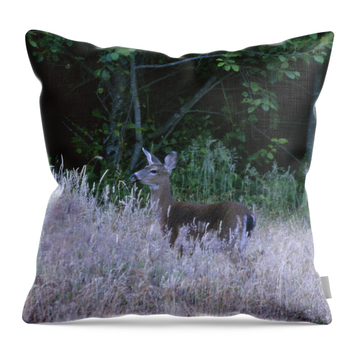Mule Deer Throw Pillow featuring the photograph Mule Deer - Sinkyone Wilderness by Soli Deo Gloria Wilderness And Wildlife Photography