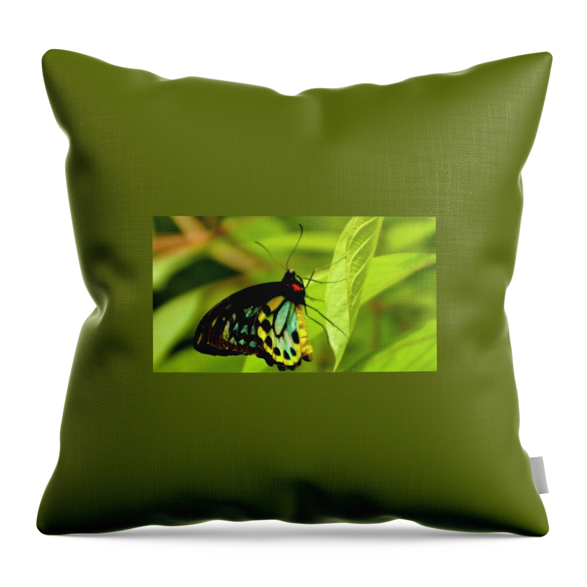  Throw Pillow featuring the photograph Multi Colored Buttrfly by Bill Jordan