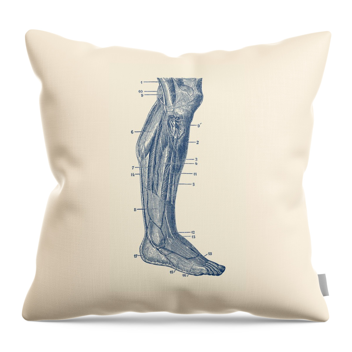 Muscles Throw Pillow featuring the drawing Muscular System - Right Leg - Vintage Anatomy Print by Vintage Anatomy Prints