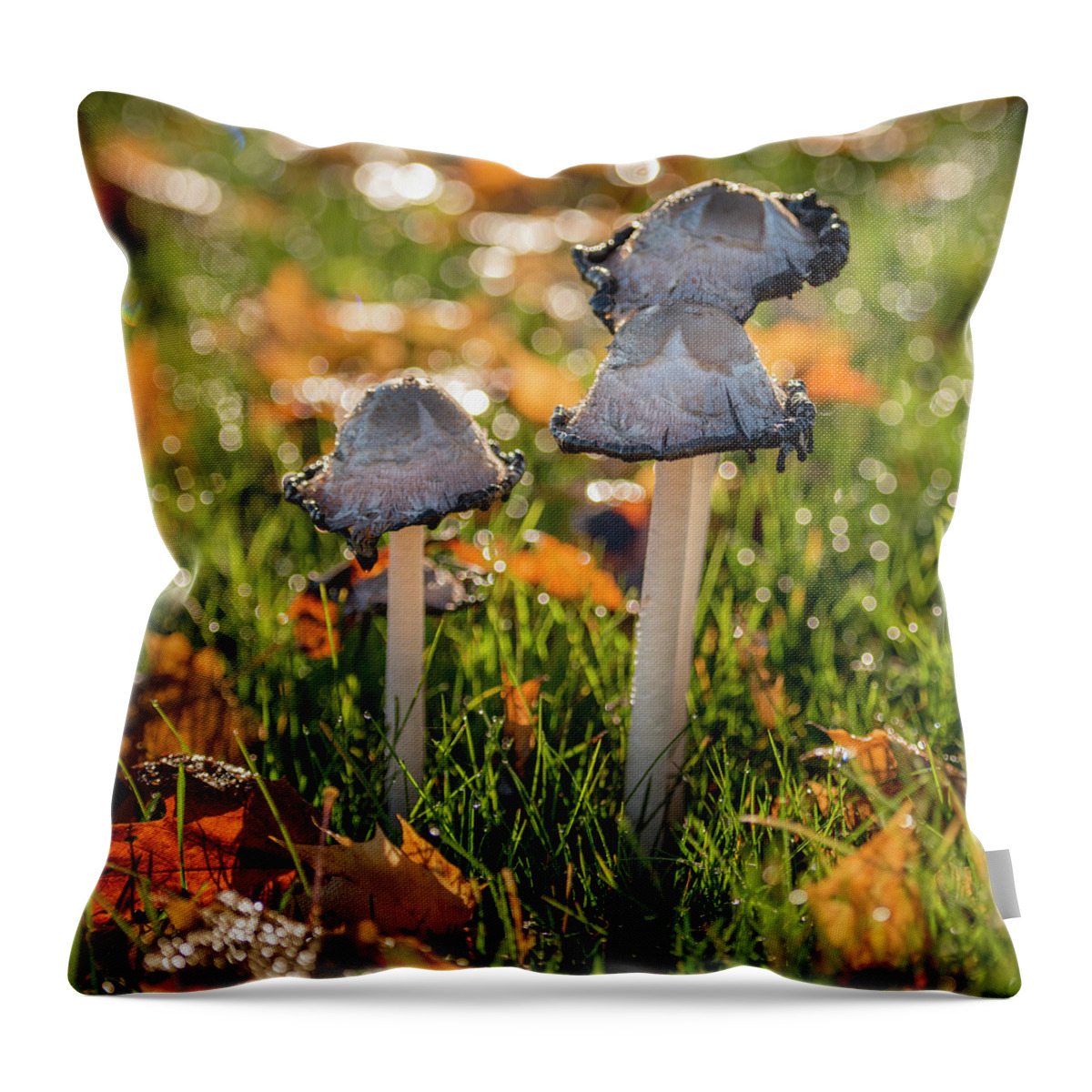 Mushroom Throw Pillow featuring the photograph Mushroom Square II by James Meyer