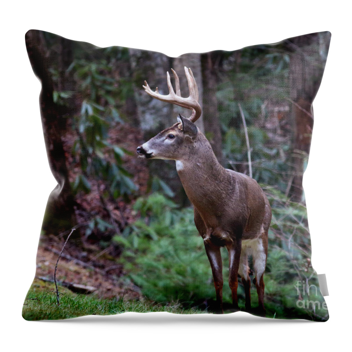 Buck Throw Pillow featuring the photograph My Best Side by Douglas Stucky