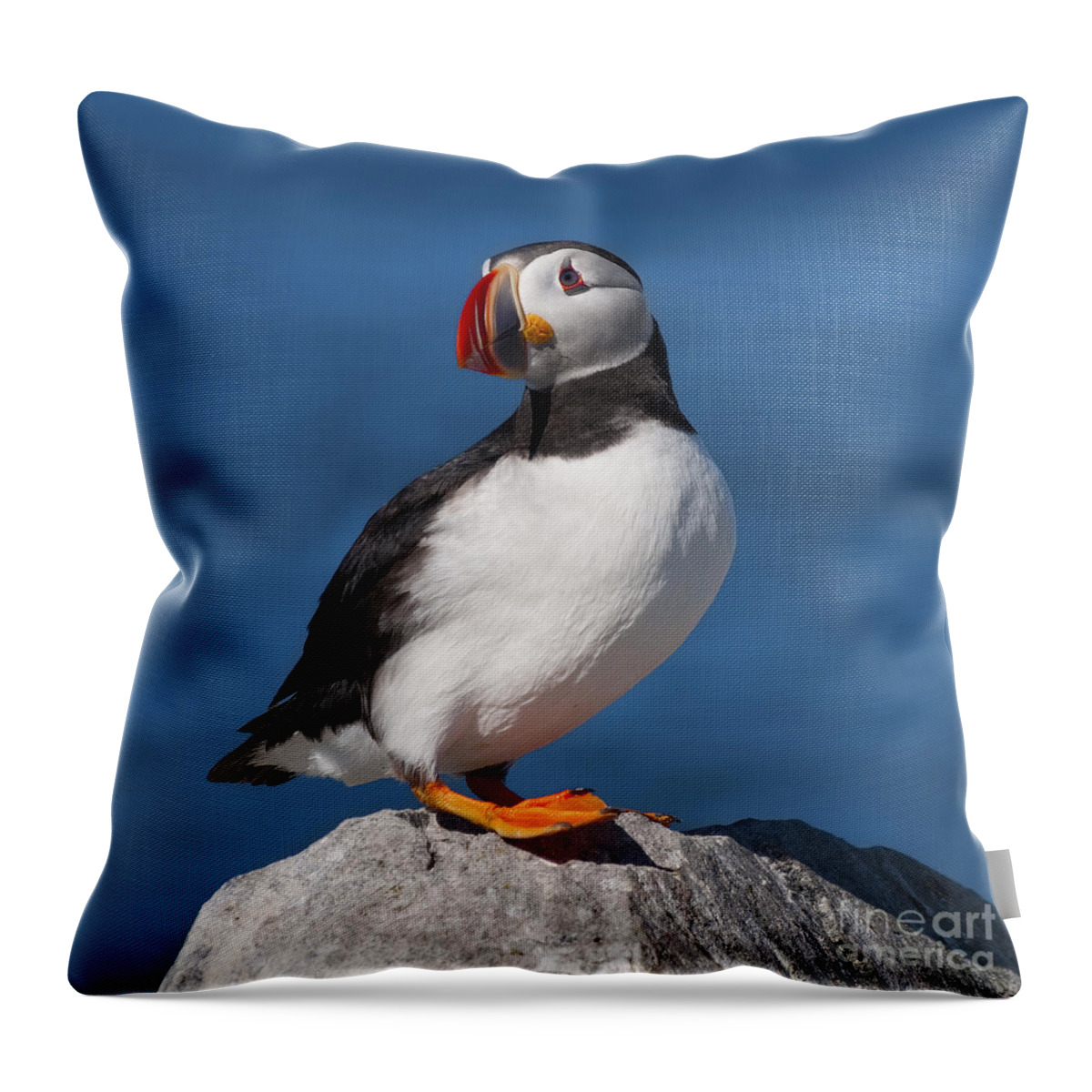 Machias Seal Island Throw Pillow featuring the photograph My best side.. by Nina Stavlund