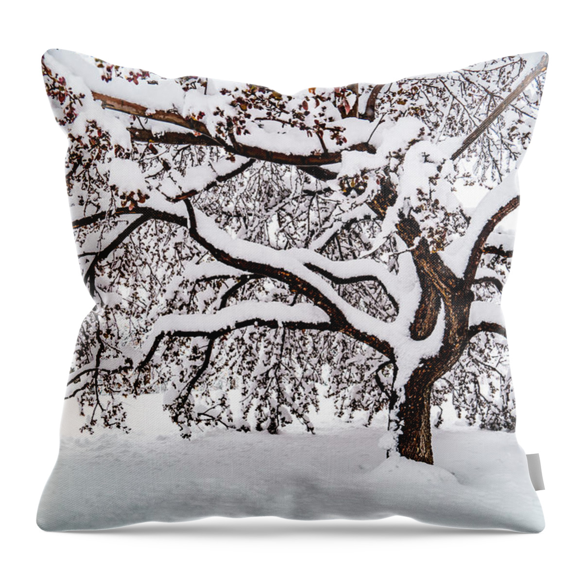 Tree Throw Pillow featuring the photograph My Favorite Tree in the Snow by Janis Knight