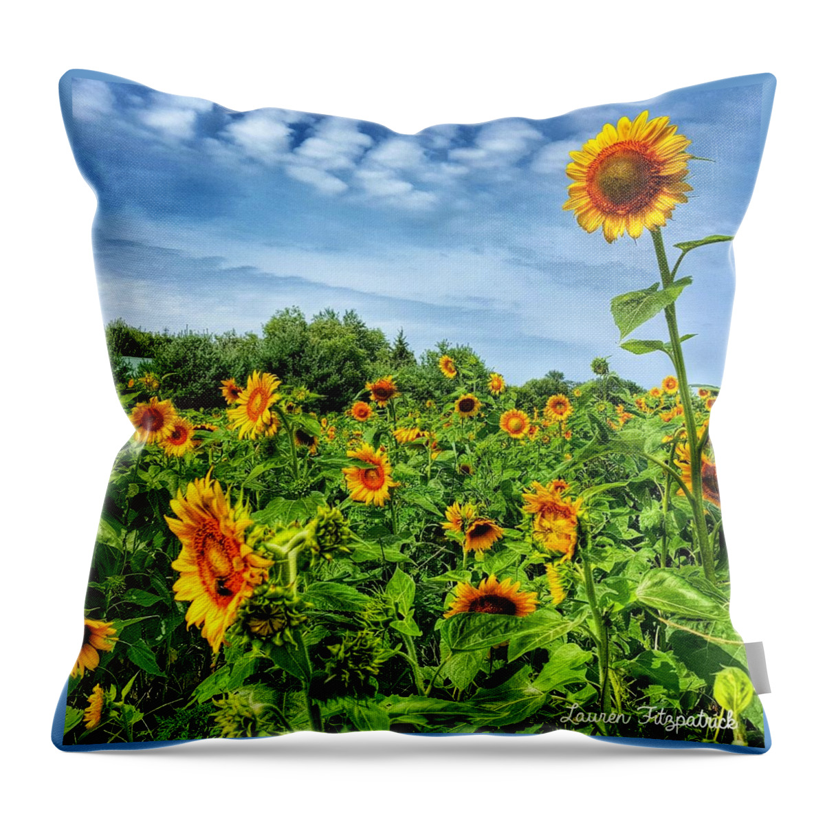 Sunflower Throw Pillow featuring the photograph My Field of Dreams by Lauren Fitzpatrick