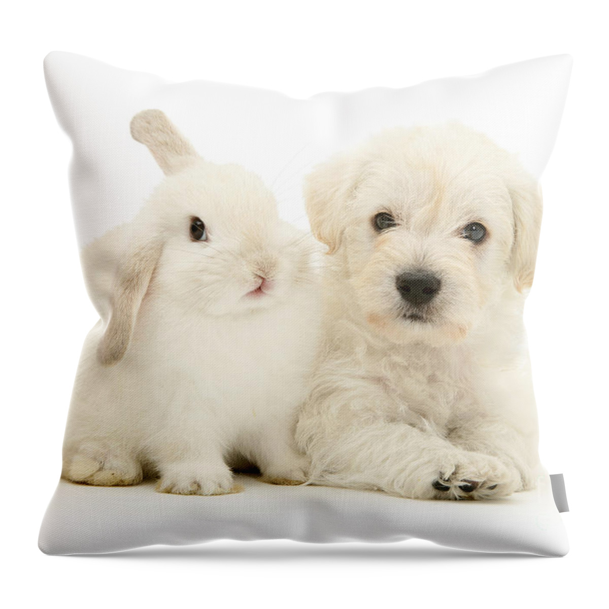 Highland White Terrier Throw Pillow featuring the photograph My Friend and I are All White by Warren Photographic