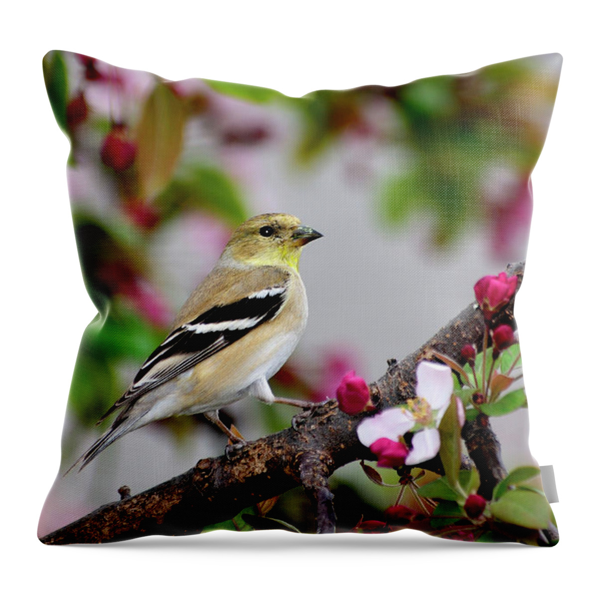 American Goldfinch Throw Pillow featuring the photograph My House is Pretty by Betty LaRue