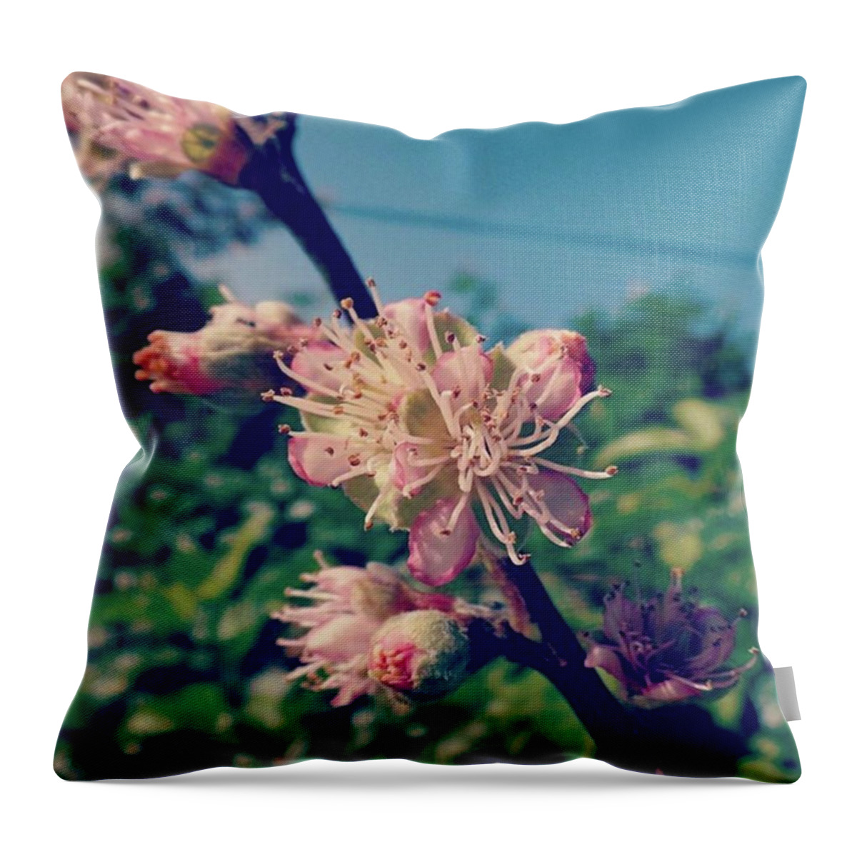 Peach Throw Pillow featuring the photograph Peach Blossoms by Jacci Freimond Rudling