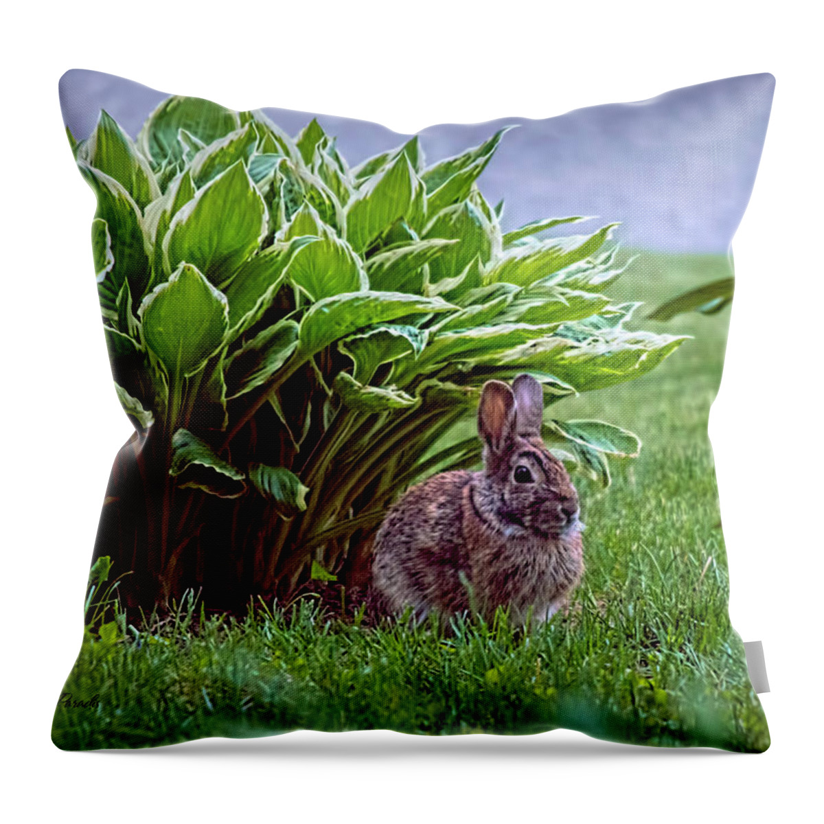 Bunny Throw Pillow featuring the photograph My Peter Rabbit by ChelleAnne Paradis