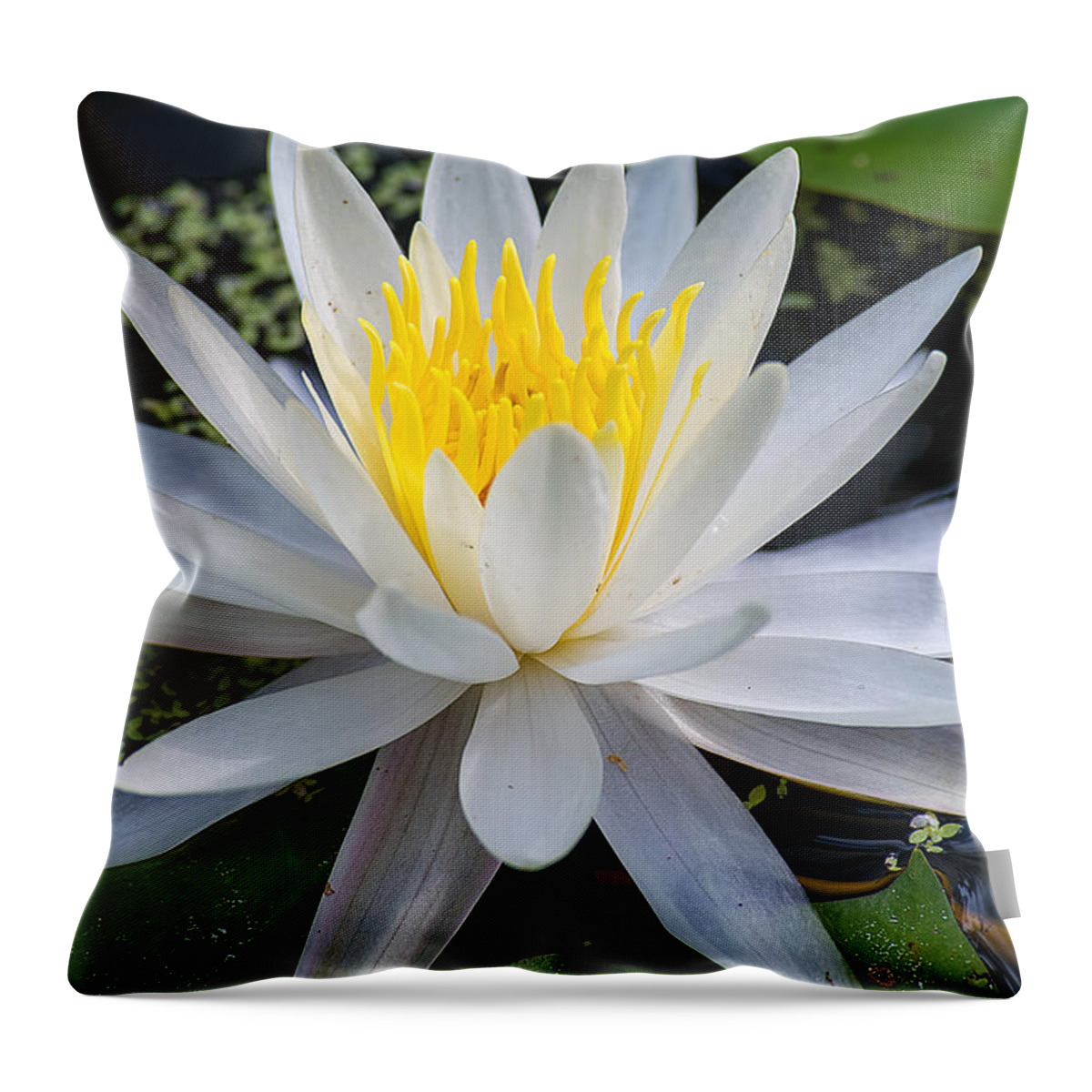 Nature Throw Pillow featuring the photograph Mystical Lotus by Kenneth Albin