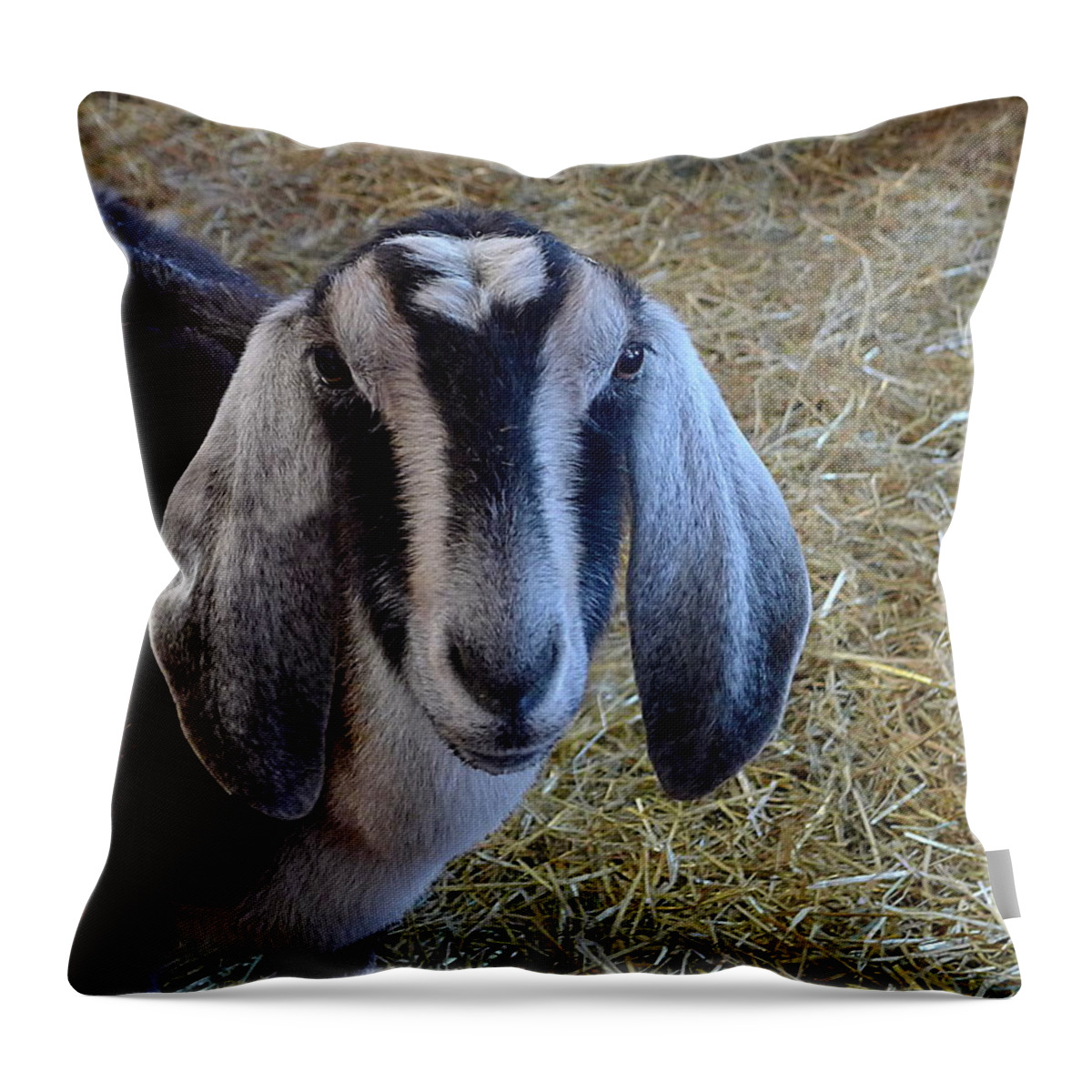 Richard Reeve Throw Pillow featuring the photograph Nanny Goat by Richard Reeve