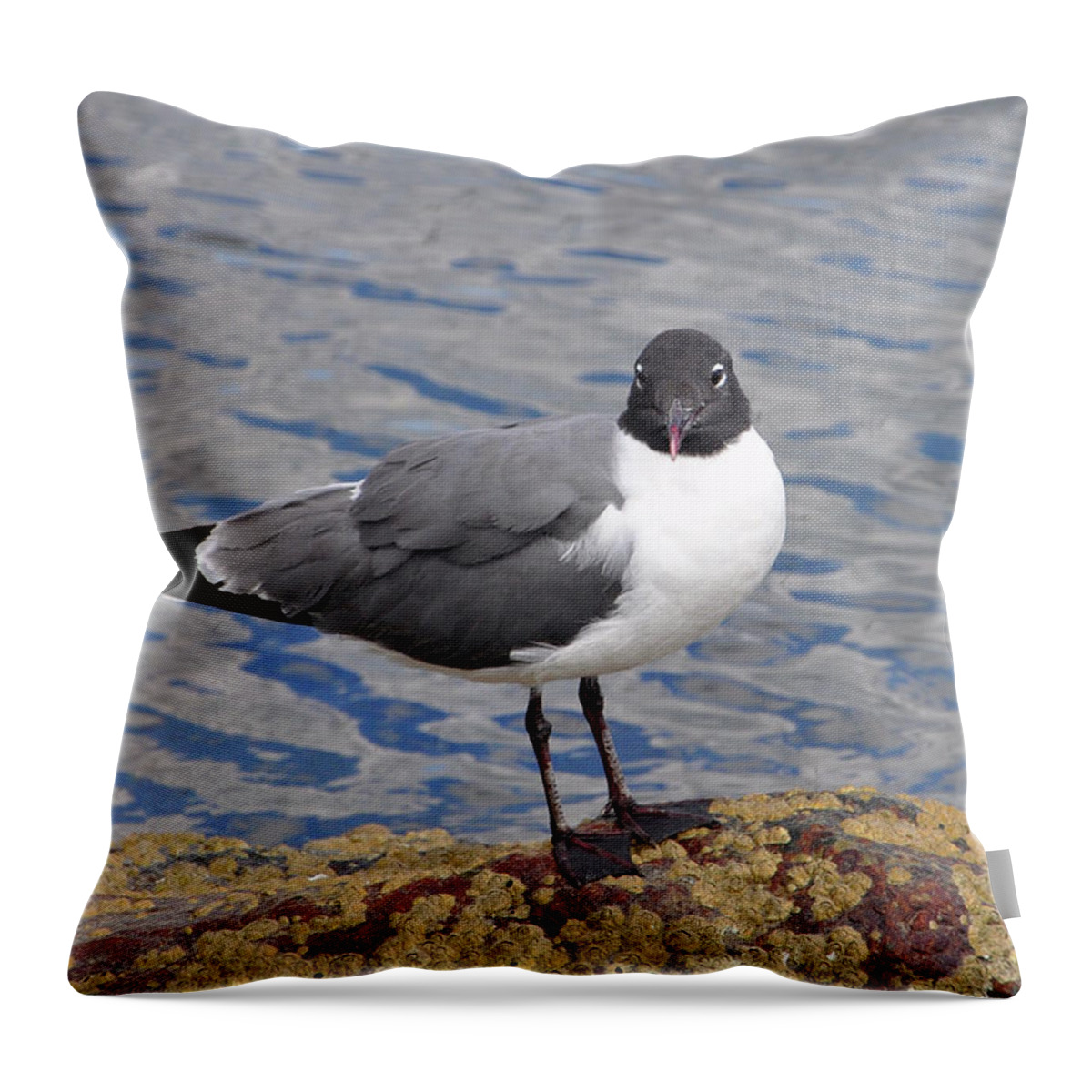Bird Throw Pillow featuring the photograph Bird by Glenn Gordon