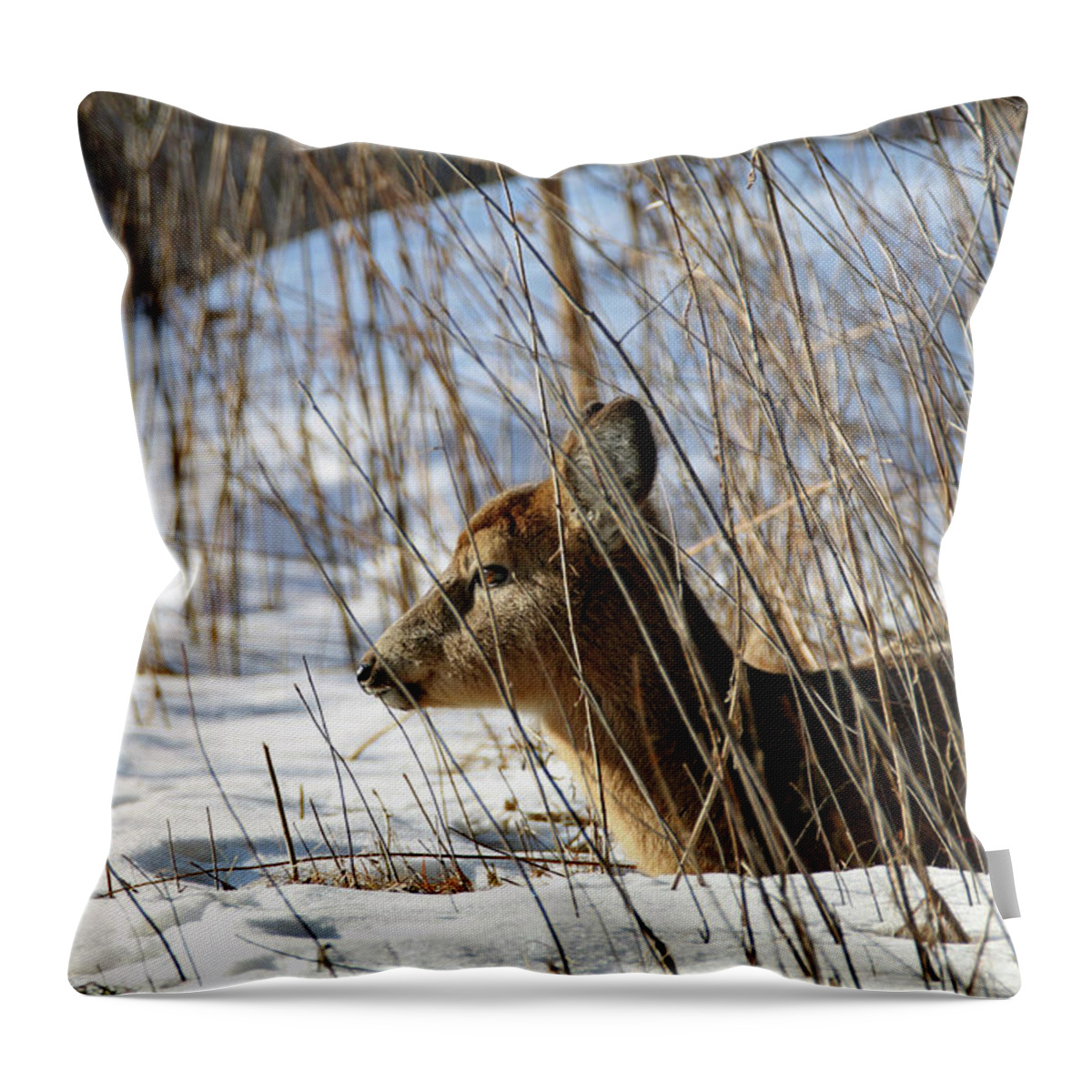 Doe Throw Pillow featuring the photograph Napping Fawn by Brook Burling