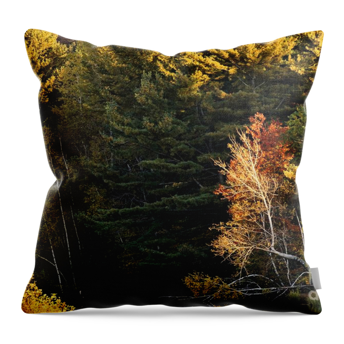 natural Light Throw Pillow featuring the photograph natural Framing by Aimelle Ml
