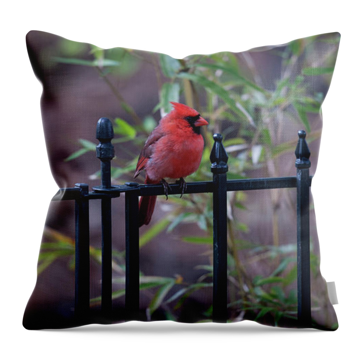 Red Bird Throw Pillow featuring the photograph Nature Calling by Dale Powell
