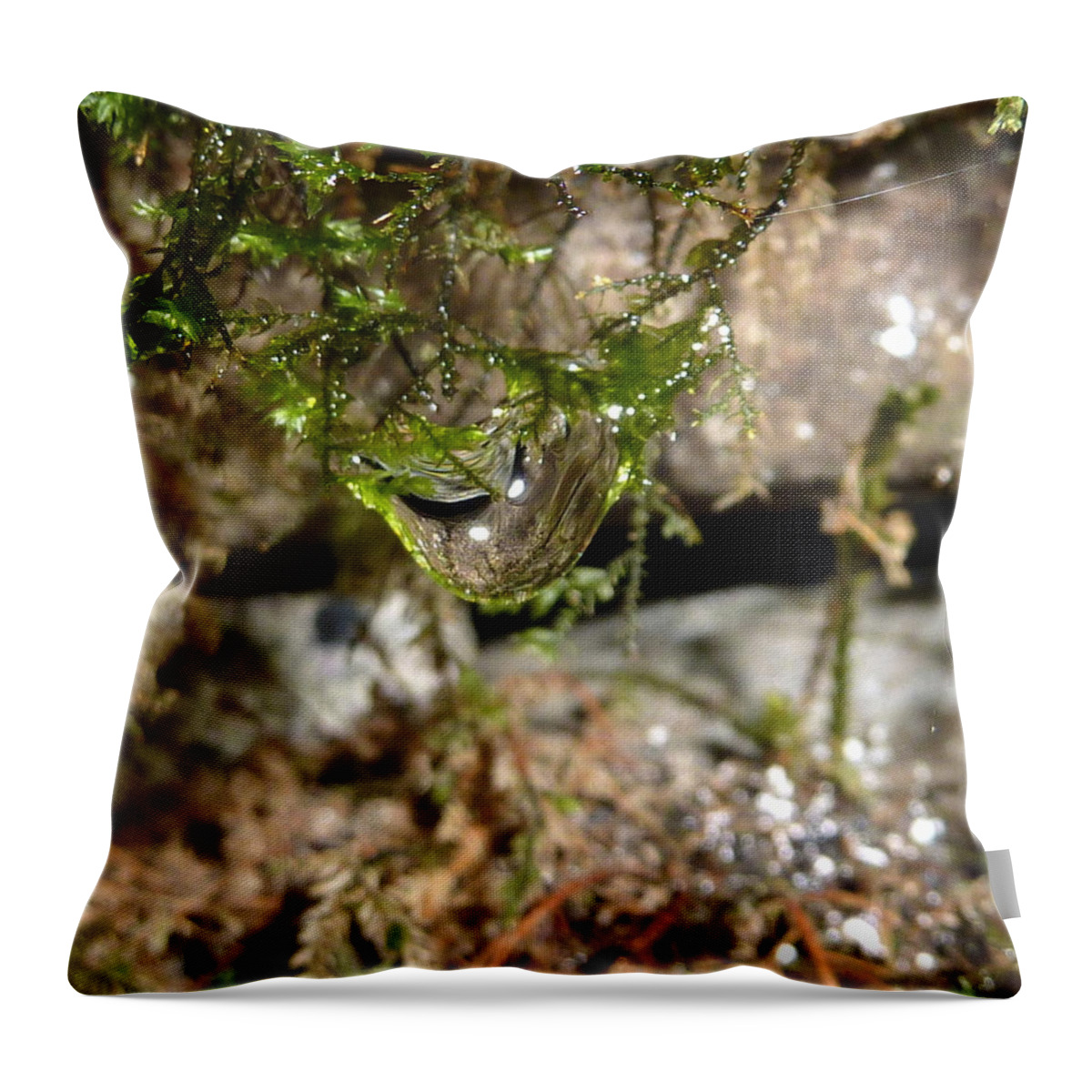 Macro Throw Pillow featuring the photograph Nature water drop by Lukasz Ryszka