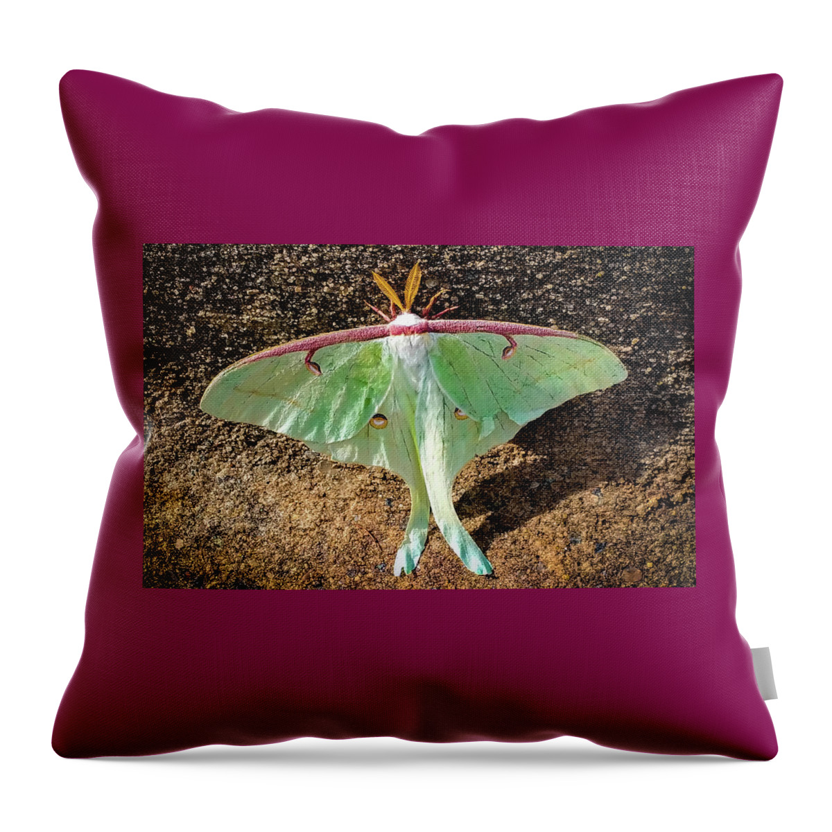Luna Moth Throw Pillow featuring the photograph Nature's Ballerina by Karen Wiles