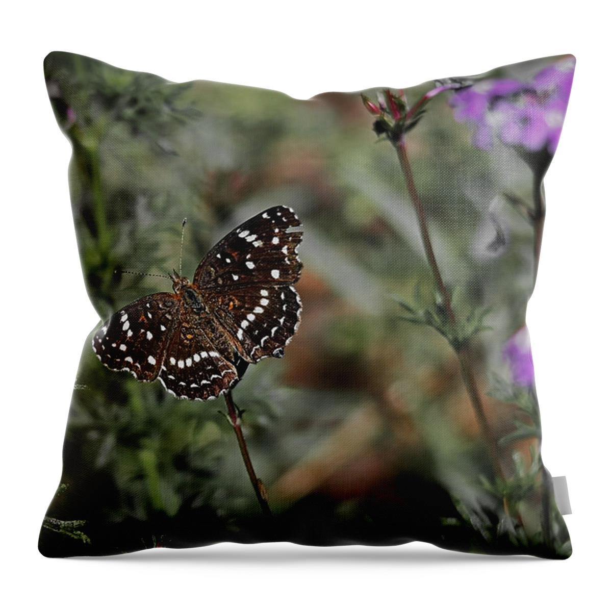 Butterfly Throw Pillow featuring the photograph Nature's Colors by Elaine Malott