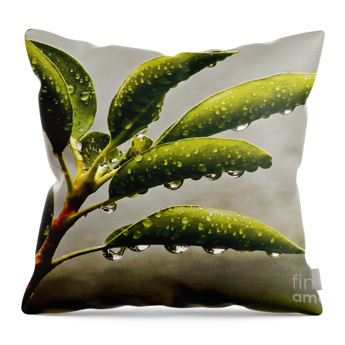Wet Throw Pillow featuring the photograph Early Morning Raindrops by Carol F Austin