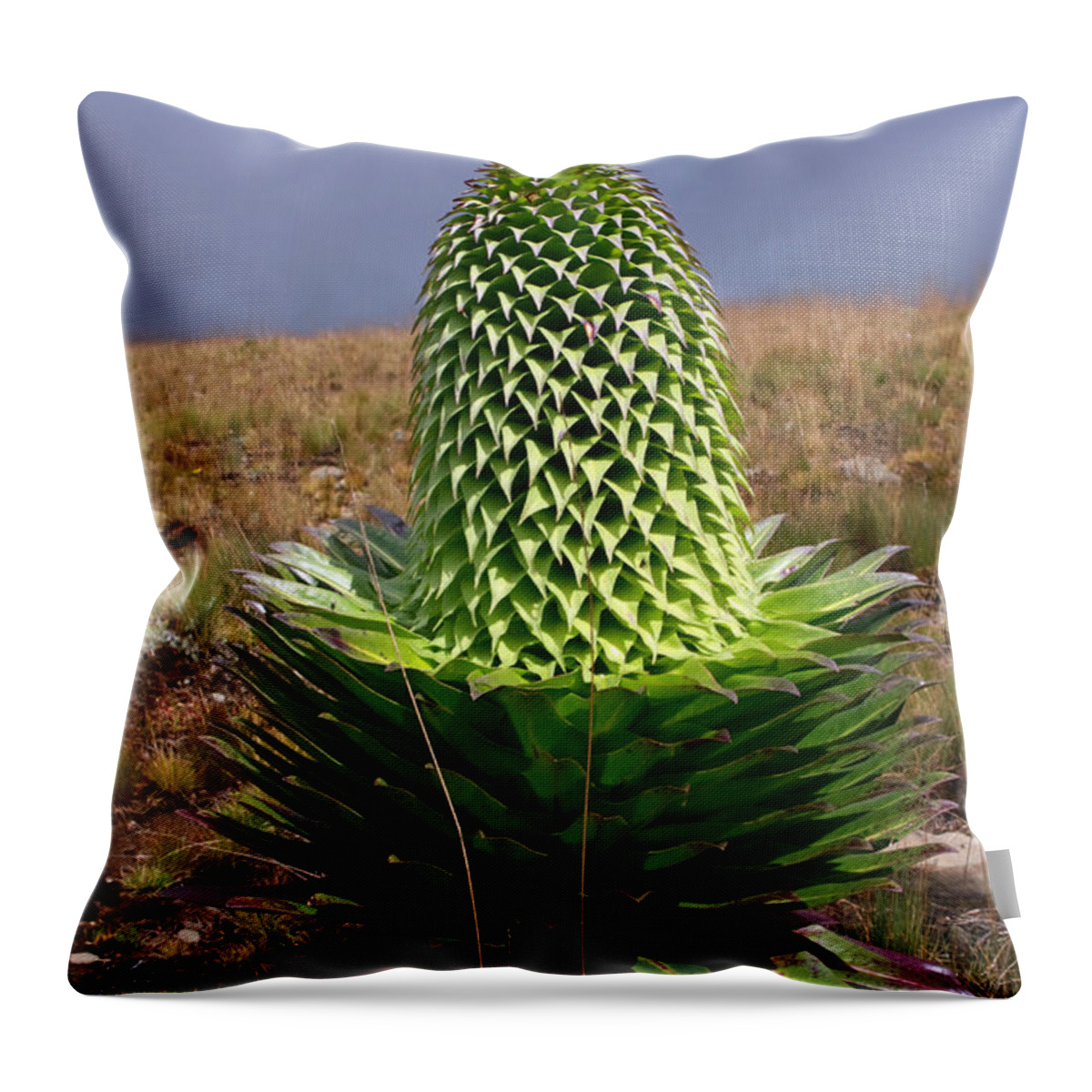 Plant Throw Pillow featuring the photograph Natures Perfection by Aidan Moran