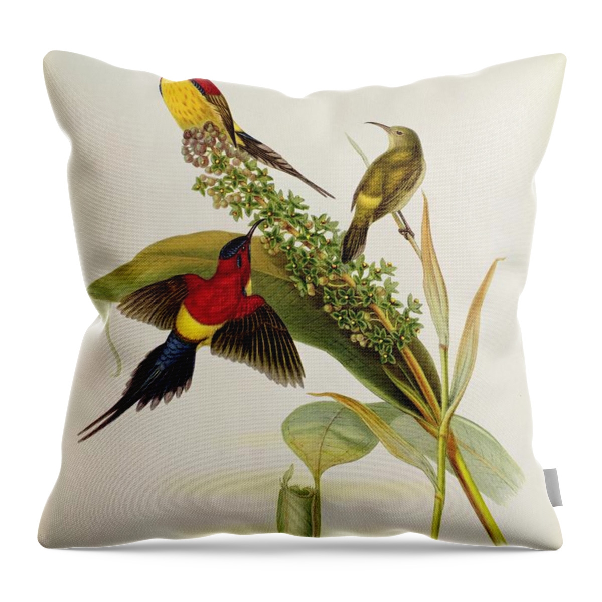 Nectarinia Throw Pillow featuring the painting Nectarinia Gouldae by John Gould
