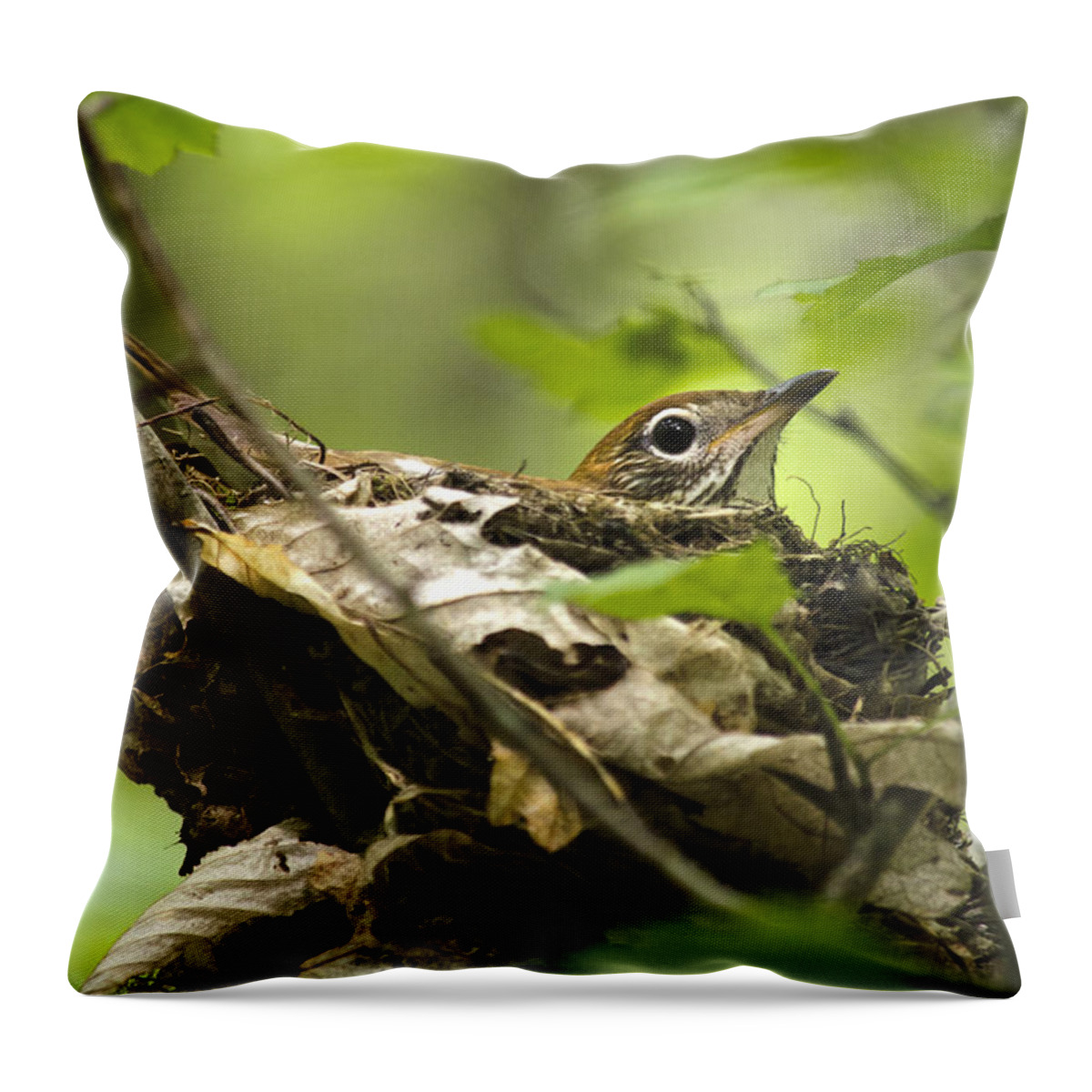 Wood Thrush Throw Pillow featuring the photograph Wood Thrush Nest by Christina Rollo