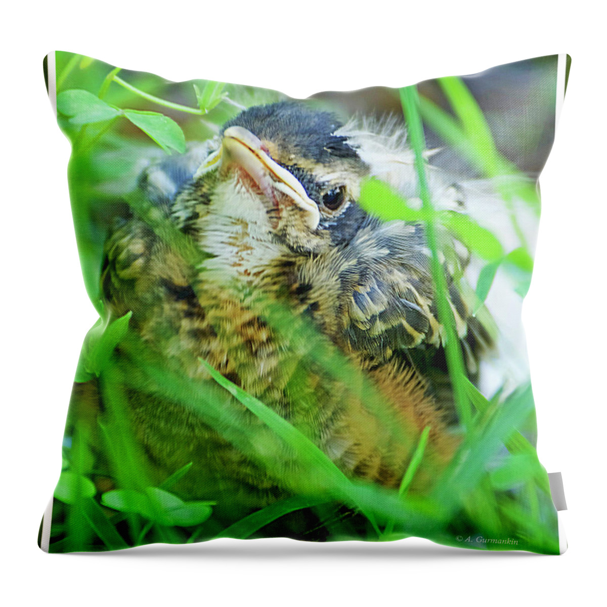 Bird Throw Pillow featuring the photograph Nestling, Juvenile Male American Robin by A Macarthur Gurmankin