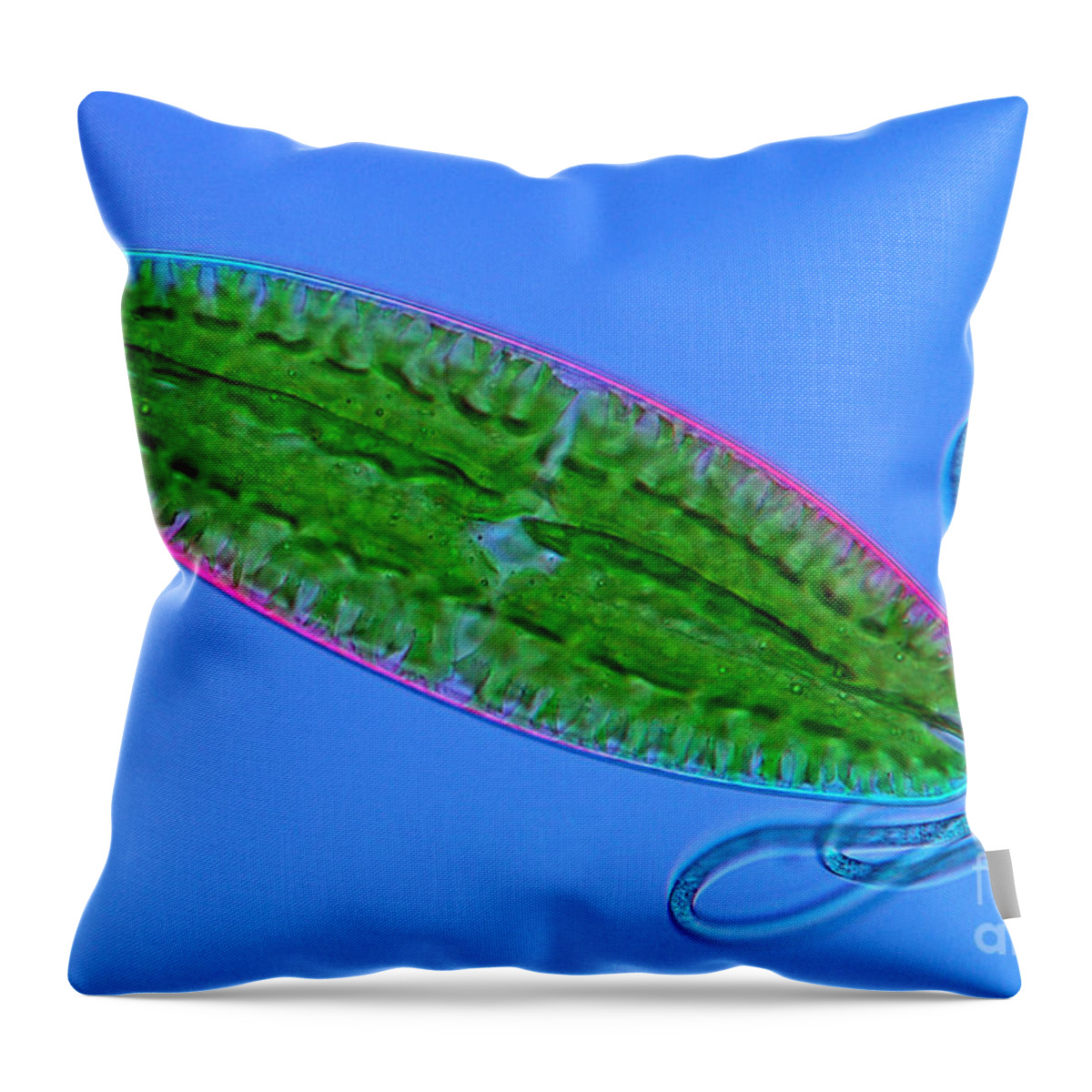 Netrium Throw Pillow featuring the photograph Netrium And Cyanobacteria, Lm by Marek Mis