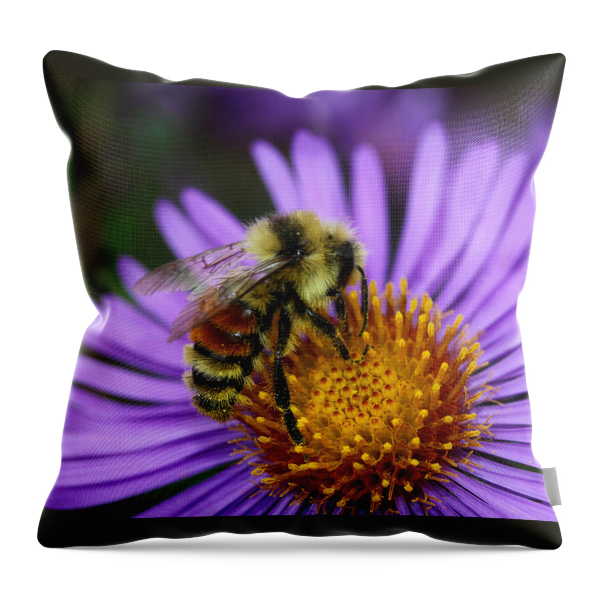 Bee Throw Pillow featuring the photograph New England Aster and Bee by Steve Augustin