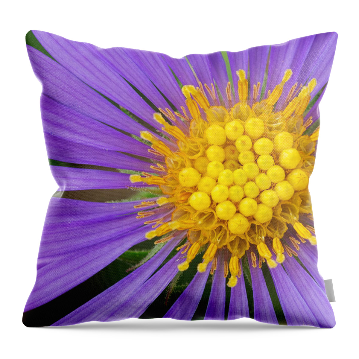 New England Aster Throw Pillow featuring the photograph New England Aster by Jim Zablotny