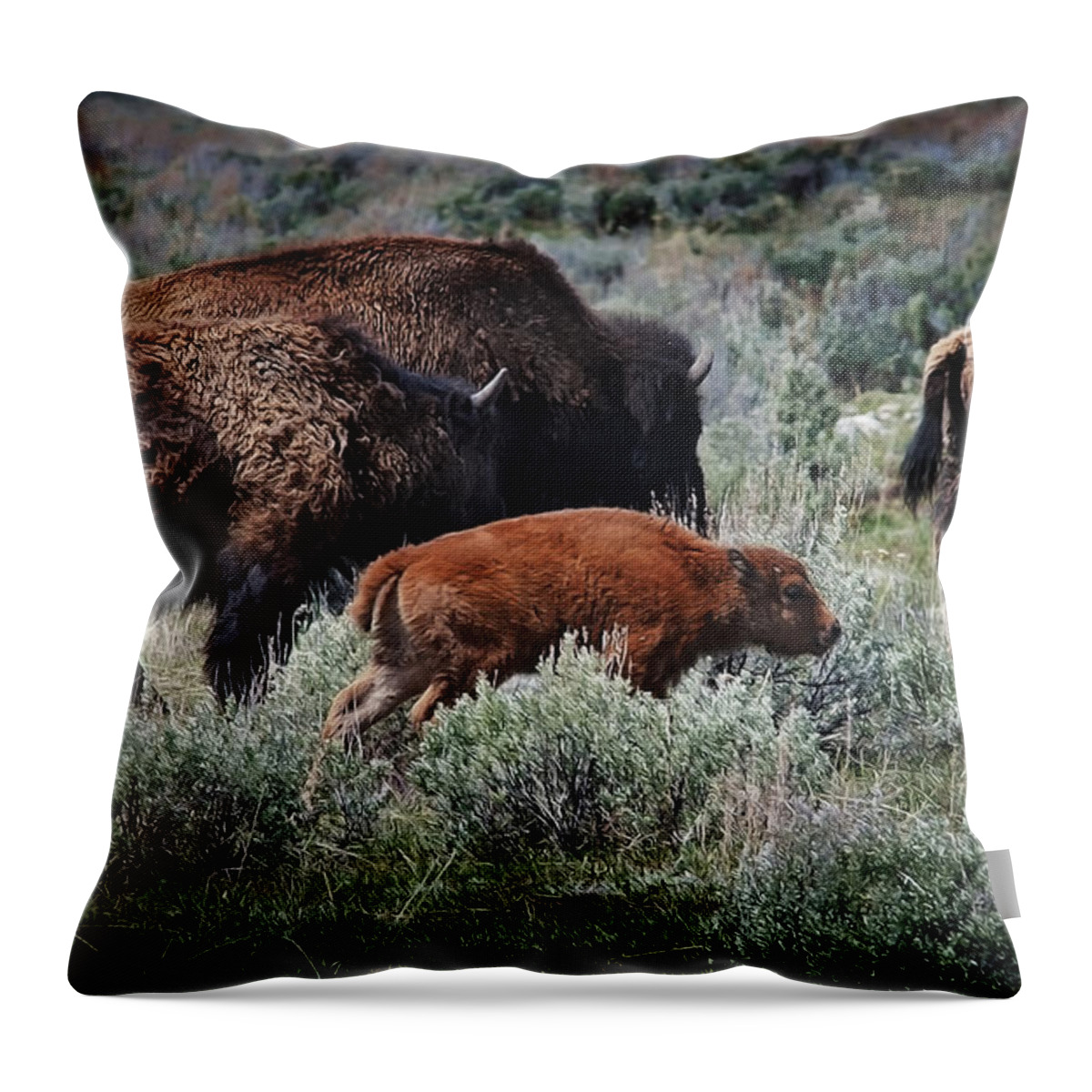 Animals Throw Pillow featuring the photograph New life on the prairie by John Christopher