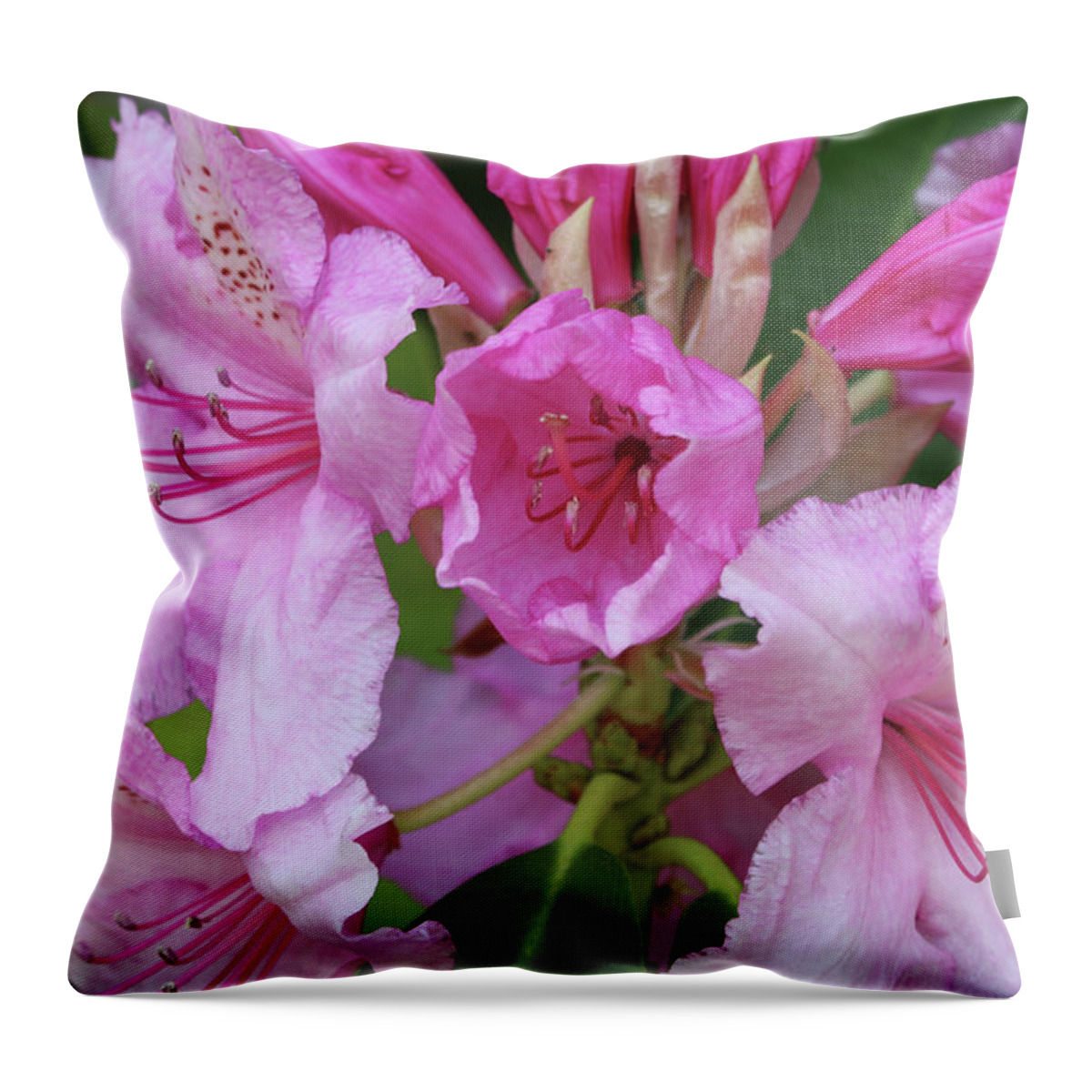 Rhododendron Throw Pillow featuring the photograph New Rhododendron Bloom by Jeanette C Landstrom