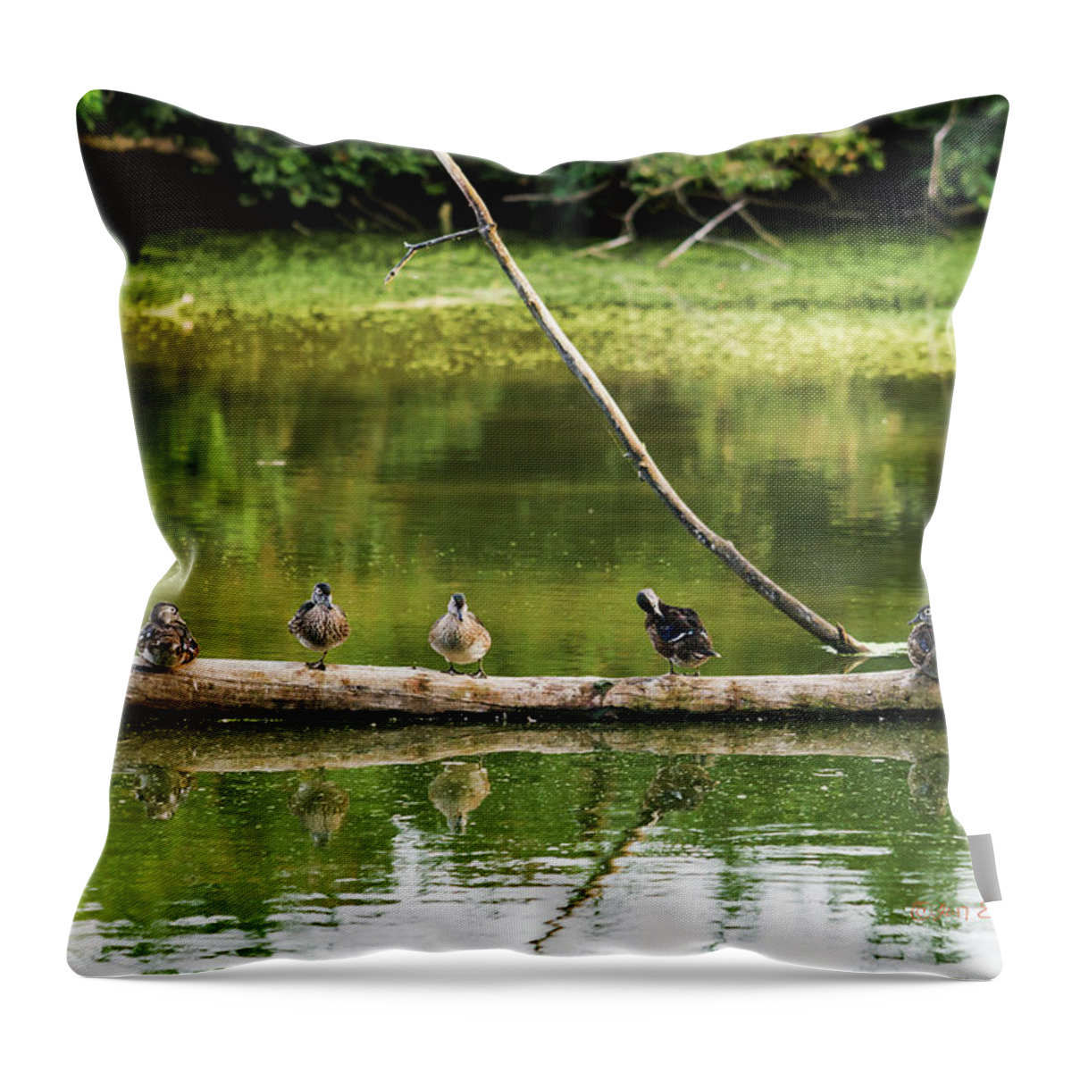 Heron Heaven Throw Pillow featuring the photograph New Wood Ducks On A Log by Ed Peterson