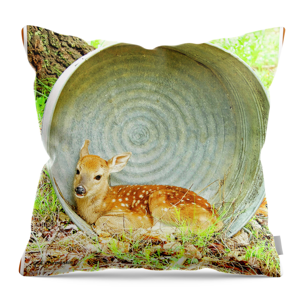 Fawn Throw Pillow featuring the photograph Newborn Fawn finds Shelter in an Old Washtub by A Macarthur Gurmankin