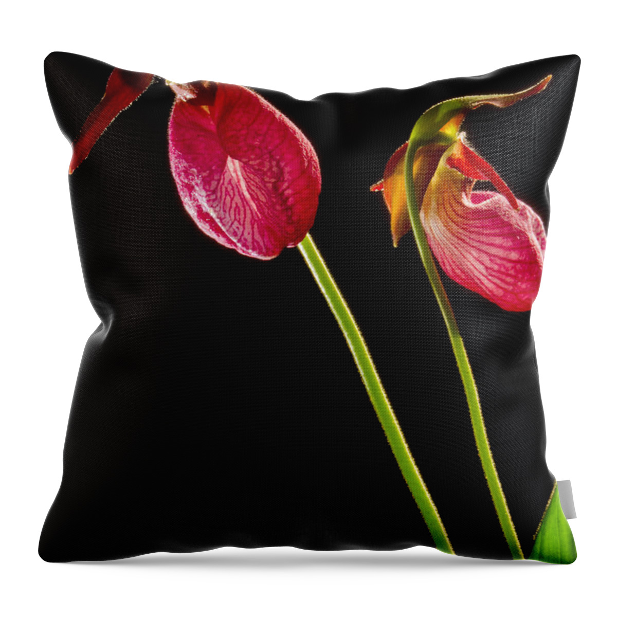 Photography Throw Pillow featuring the photograph No Lady Slipper Was Harmed by Frederic A Reinecke